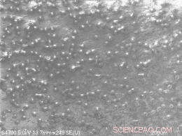 Nanotube-Enhanced Titanium Implants: Engineering Faster Healing in Orthopedics