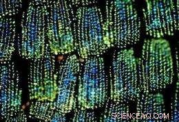 Harnessing Butterfly Wing Colors to Fight Bank Fraud: A Scientific Solution