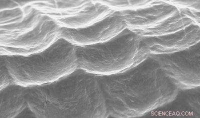 Harnessing Butterfly Wing Colors to Fight Bank Fraud: A Scientific Solution