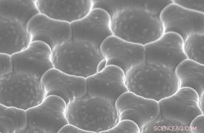 Harnessing Butterfly Wing Colors to Fight Bank Fraud: A Scientific Solution