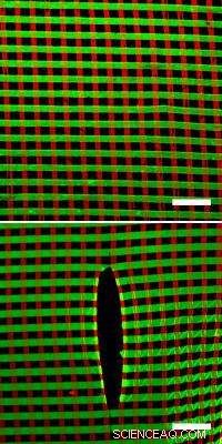 Scientists Harness Nature s Design Principles to Develop Advanced Nanofabrics