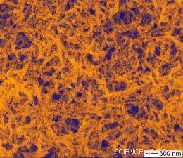 Gold-Decorated Silver Chloride Nanowires Achieve Visible-Light Catalysis