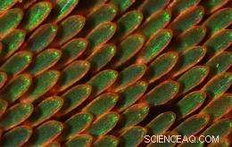 Butterfly Wing Colors Reveal Light-Controlling Structures