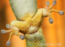 Engineering Gecko-Inspired Nanoscale Surfaces for Enhanced Adhesion