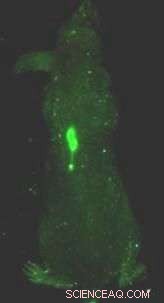 Nanoparticle Therapy Demonstrates Tumor Shrinkage in Mice, Advancing Cancer Treatment