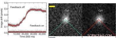 Active Feedback Enhances Light for High-Resolution Molecular Imaging