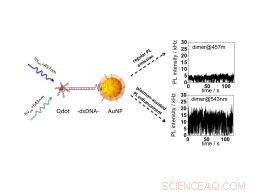 Gold Nanoparticles Amplify Quantum Dot Luminescence Through DNA-Mediated Coupling
