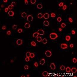 Laser‑Activated Nanoparticles Drive Nanoblasts to Deliver Biomolecules into Cells