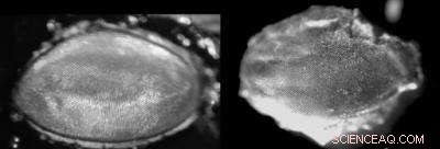 Fly Eye Insights Enable Cost‑Effective Production of Biomimetic Surfaces