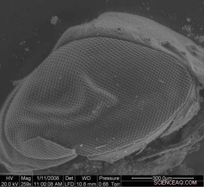 Fly Eye Insights Enable Cost‑Effective Production of Biomimetic Surfaces