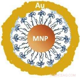 Multifunctional Nanoparticle Opens New Horizons in Biological Imaging