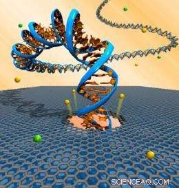 Pioneering Electronic DNA Sequencing: Graphene Nanopores Enable Single-Molecule Detection
