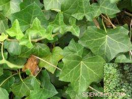 U.S. Scientist Develops Innovative Ivy-Based Sunscreen