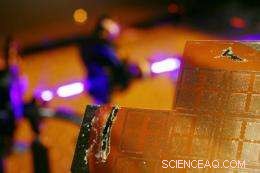 Georgia Tech Engineers Develop Novel Piezoelectric Logic Devices with Zinc Oxide Nanowires