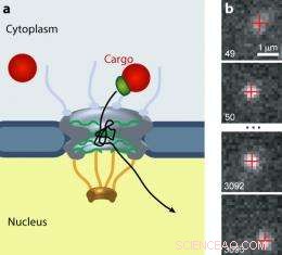 Quantum Dots Reveal Which Molecules Enter the Cell Nucleus