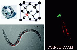 Fluorescent Nanodiamonds Show Promise for Disease Diagnosis and Therapy