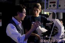 Duke Scientists Deploy Molecular Sensors Inside Cell Nucleus