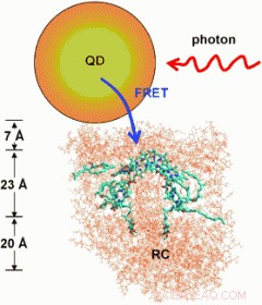 Quantum Dots as Light Antennas: Pioneering Artificial Photosynthetic Systems