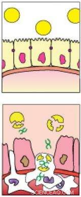 New Oral Thioketal Nanoparticle System Delivers siRNA to Inflammatory Bowel Disease Sites