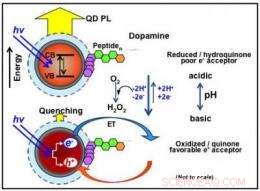 NRL Researchers Decode Quantum Dot–Dopamine Interaction Dynamics