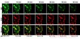 NRL Researchers Decode Quantum Dot–Dopamine Interaction Dynamics