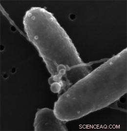 Microbial Hair: Bacteria Produce Electrically Conductive Filaments
