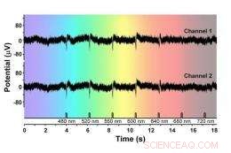 Micrometer-Scale Silicon Wires Achieve Precise Neural Recording