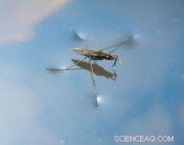 Engineered Directional Nanofilm Replicates Nature s Remarkable Capabilities