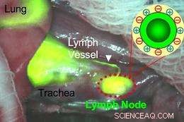 Scientists Trace Nanoparticles  Path from Lungs to Whole Body