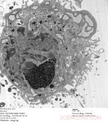 Gadonanotubes Show Strong Potential for Stem Cell Tracking via MRI