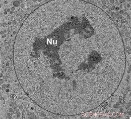 Cutting‑Edge Microscope Unveils Cellular Ultrastructure