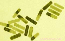 Scientists Find Nanoparticles Offer Precise Tumor Targeting, Reducing Side Effects