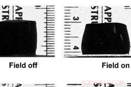 Revolutionary Magnetic Sponge Promises Efficient Cell and Drug Delivery