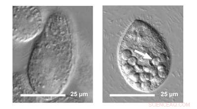 Researchers Reveal Biomagnification of Nanoparticles in a Simple Food Chain