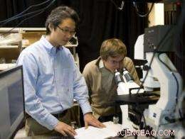 Self-Repairing Solar Cells Mimic Natural Plant Systems