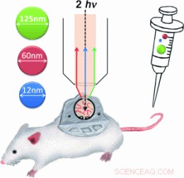 Nanoparticle Test Kit Reveals How Particle Size Influences Tumor Tissue Distribution