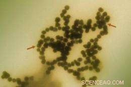 Precision Nanoparticle Clustering Technique Enhances Environmental Health Studies