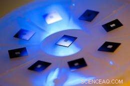 Seaweed Microsponges: A Potential Life‑Saving Breakthrough