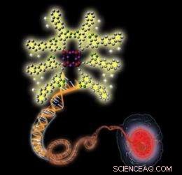 Nanoscopic Silicon-Oxygen Polyhedron Illuminates Cell Nuclei with High Selectivity