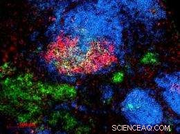 Virus‑Mimicking Nanoparticles Induce Durable, Long‑Term Immunity
