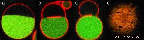 Nanotubes: Unveiling Cellular Membrane Supply Mechanisms