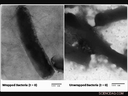 Researchers Develop Graphene Cloak to Protect Bacteria and Enhance Microscopic Imaging