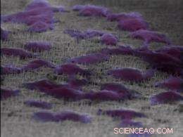 New Nano-Method Illuminates Cellular Lifespan: Breakthrough in Bio‑Nanotech Research