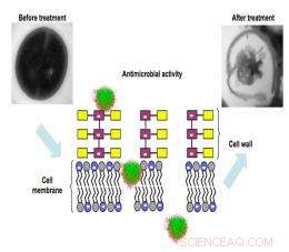 New Polymer-Based Therapy Shows Promise Against MRSA