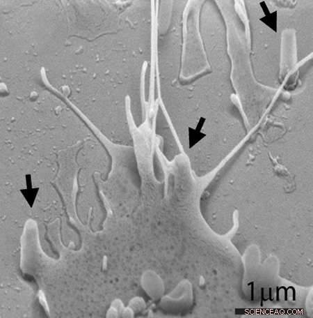 Nanopillars Enable Ultra-Precise Molecular Imaging