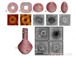 Innovative DNA Nanoforms Achieve Precise 3D Structures