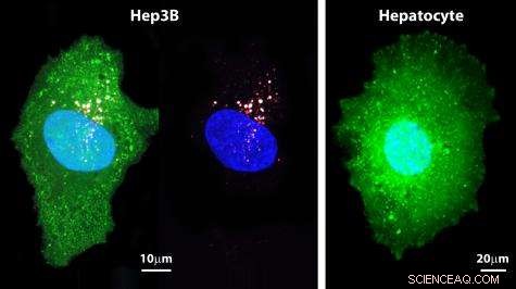 Nanotechnology-Enhanced Therapies: Targeted Cancer Eradication