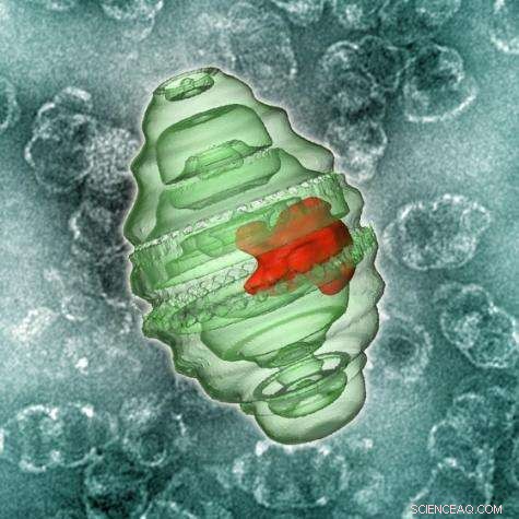 Researchers Develop Nanoscale Vaults to Safely Deliver Drug-Loaded Nanodisks
