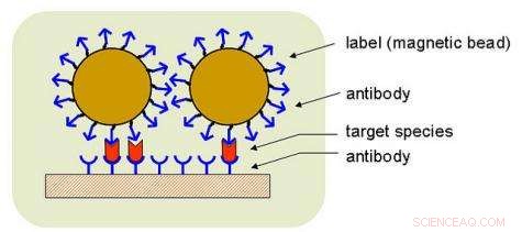 Revolutionary Magnetic Nanobead Sensor Promises Breakthrough in Detection Technology