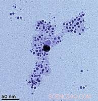 Evidence of Natural Formation of Silver Nanoparticles: A Breakthrough in Sustainable Nanotechnology